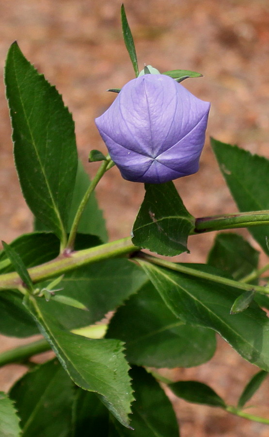 Изображение особи Platycodon grandiflorus.