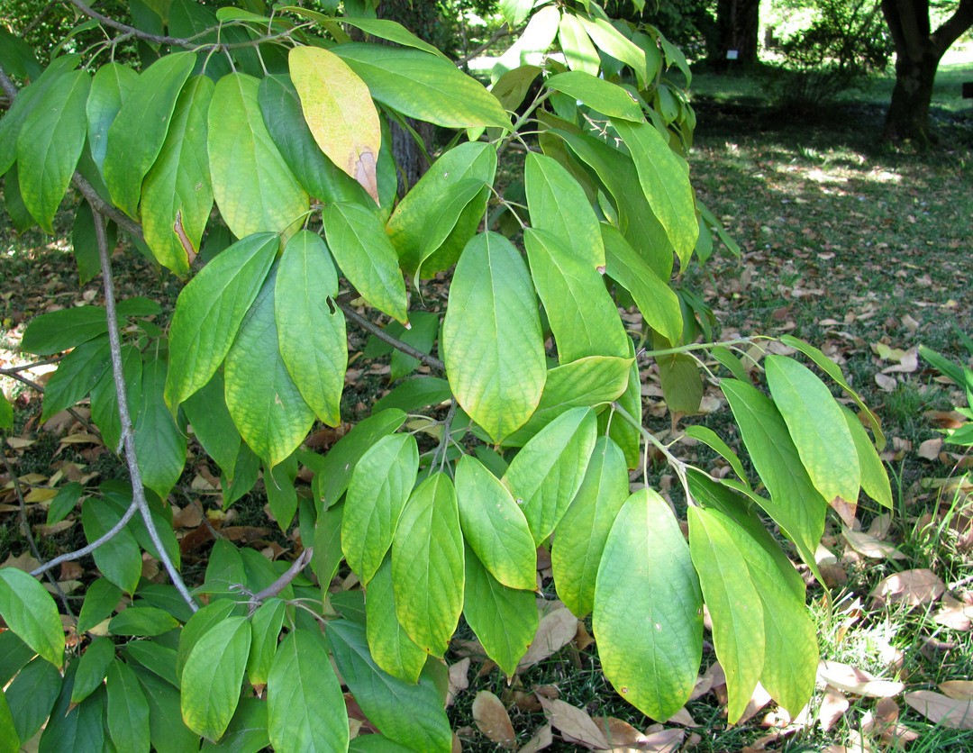 Image of Reevesia pubescens specimen.