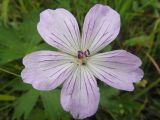 Geranium wlassovianum