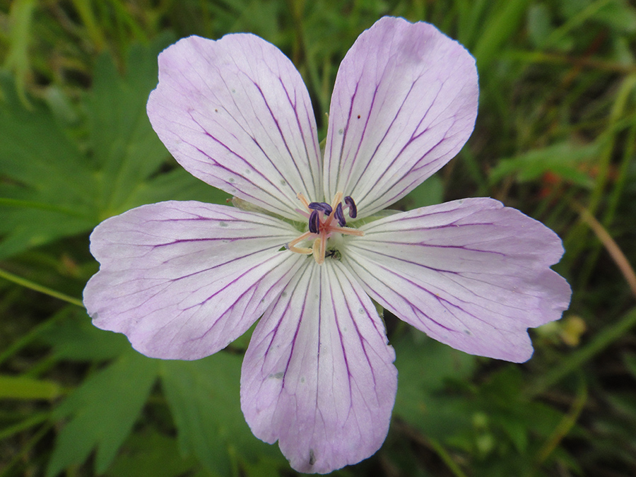 Image of Geranium wlassovianum specimen.