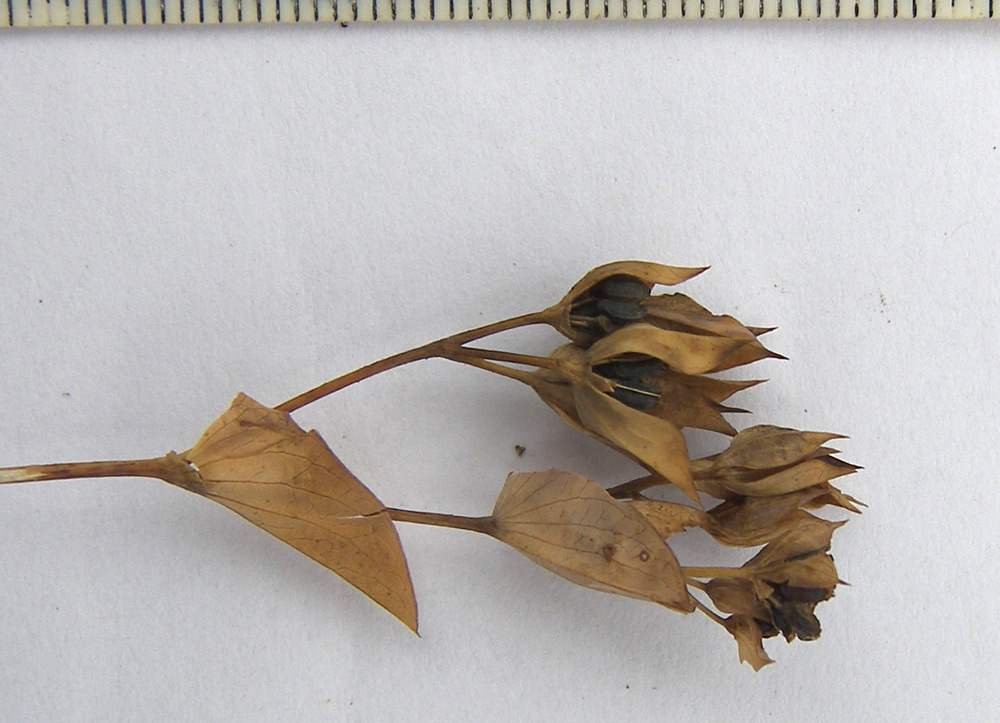 Image of Bupleurum rotundifolium specimen.