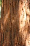 Sequoia sempervirens. Часть ствола взрослого дерева. Крым, Ялтинский горсовет, пос. Никита, Никитский ботанический сад, в культуре. 5 августа 2013 г.