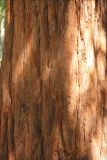 Sequoia sempervirens