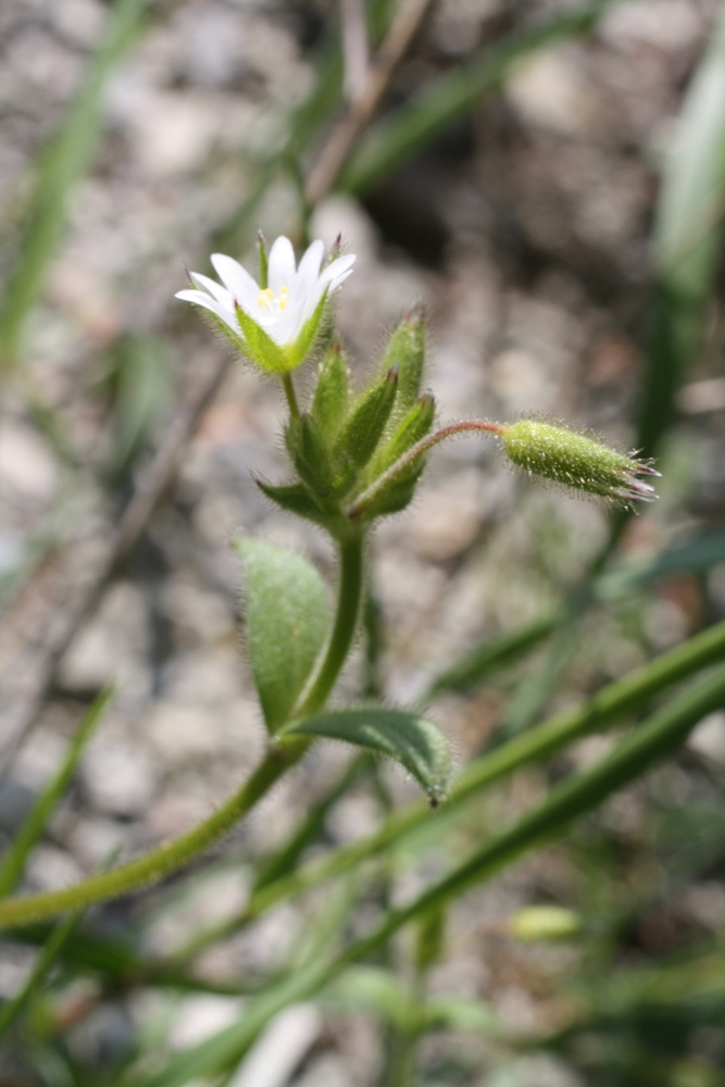 Изображение особи Cerastium semidecandrum.