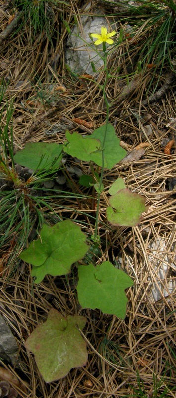 Image of Mycelis muralis specimen.