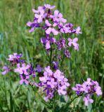 Hesperis matronalis