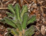 Ajuga iva