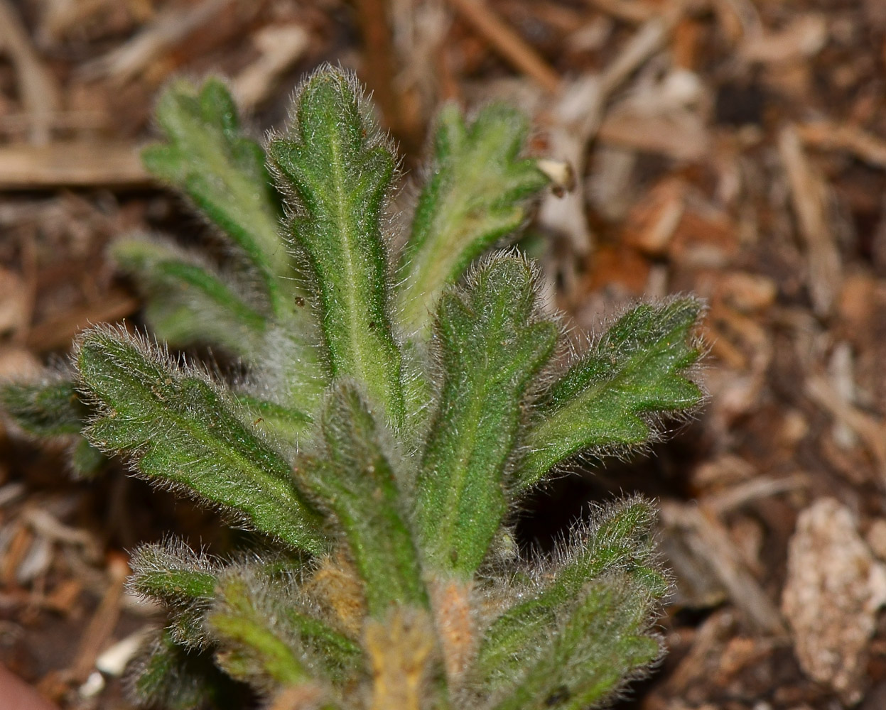 Image of Ajuga iva specimen.