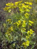 Image of taxon representative. Author is Евгений Спиваковский