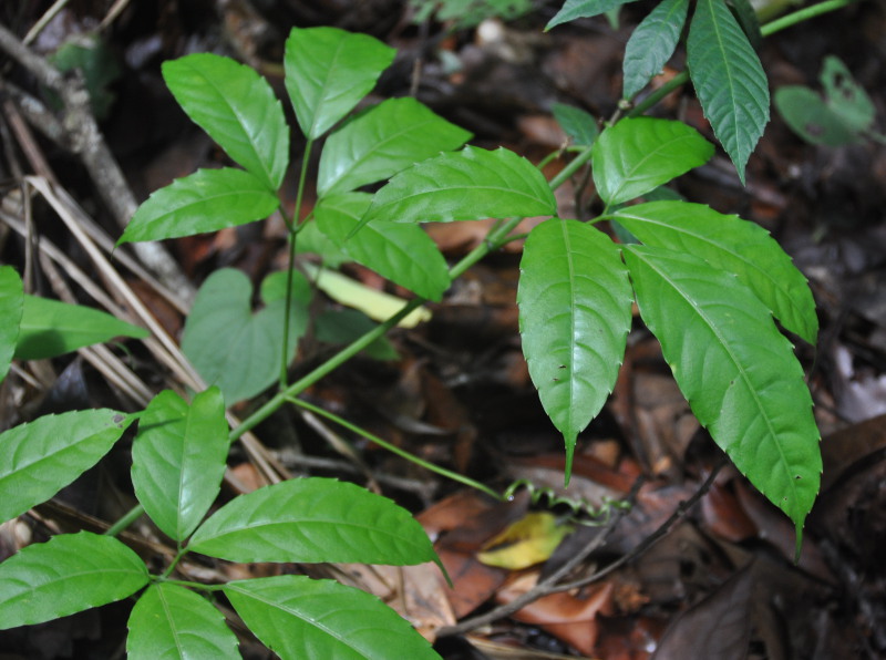 Изображение особи Tetrastigma leucostaphylum.