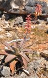 Aloe perryi. Цветущее растение. Сокотра, плато Диксам. 30.12.2013.