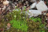 Saxifraga cespitosa. Цветущее растение на крутом залесённом склоне. Пермский край, окр. г. Красновишерск, левый берег р. Вишера, Камень Ветлан. 10.06.2013.