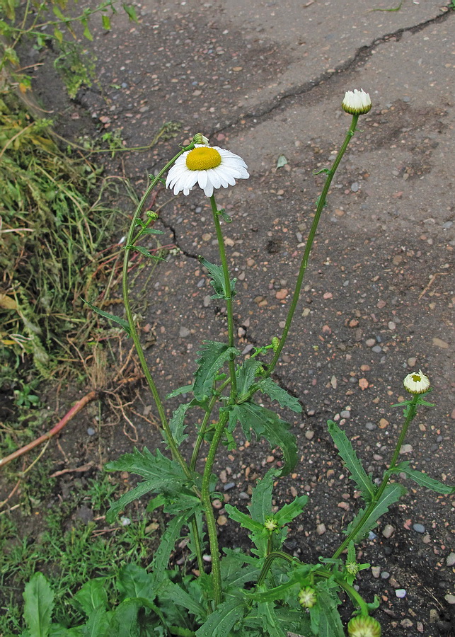 Изображение особи род Leucanthemum.