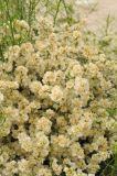 Ambrosia salsola. Отцветающие ветви с формирующимися плодами. США, Калифорния, Joshua Tree National Park. 19.02.2014.