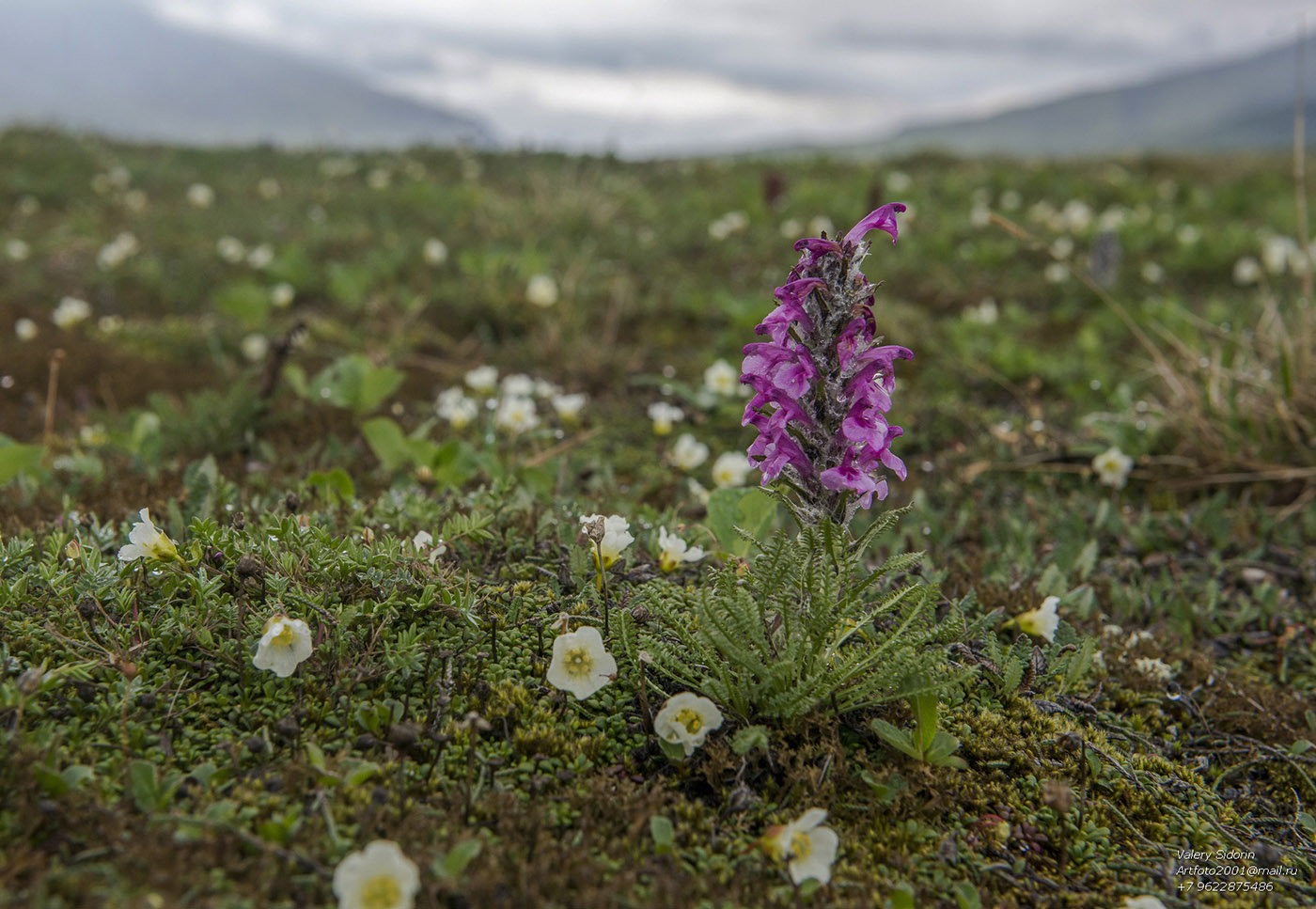 Изображение особи Pedicularis amoena.