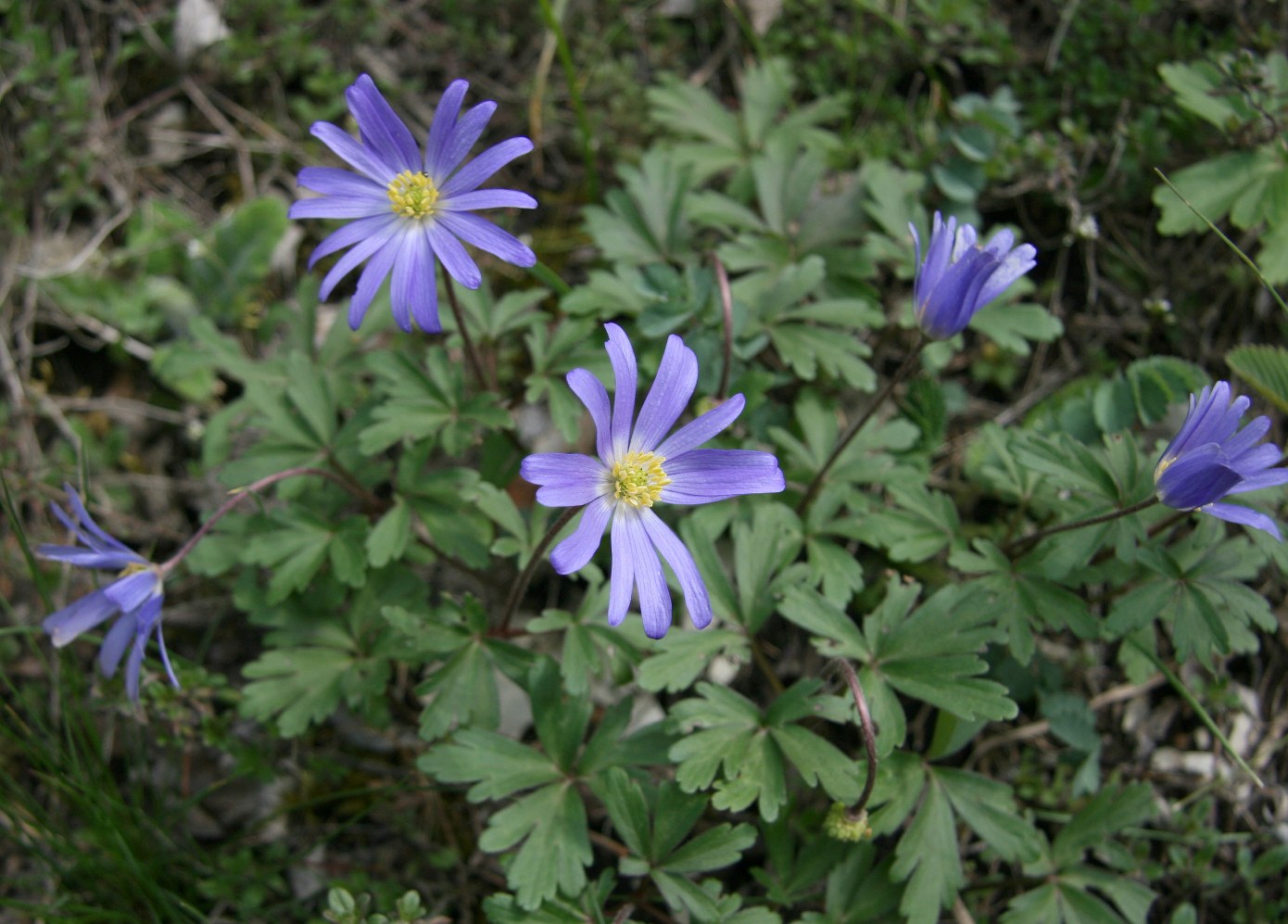 Изображение особи Anemone banketovii.