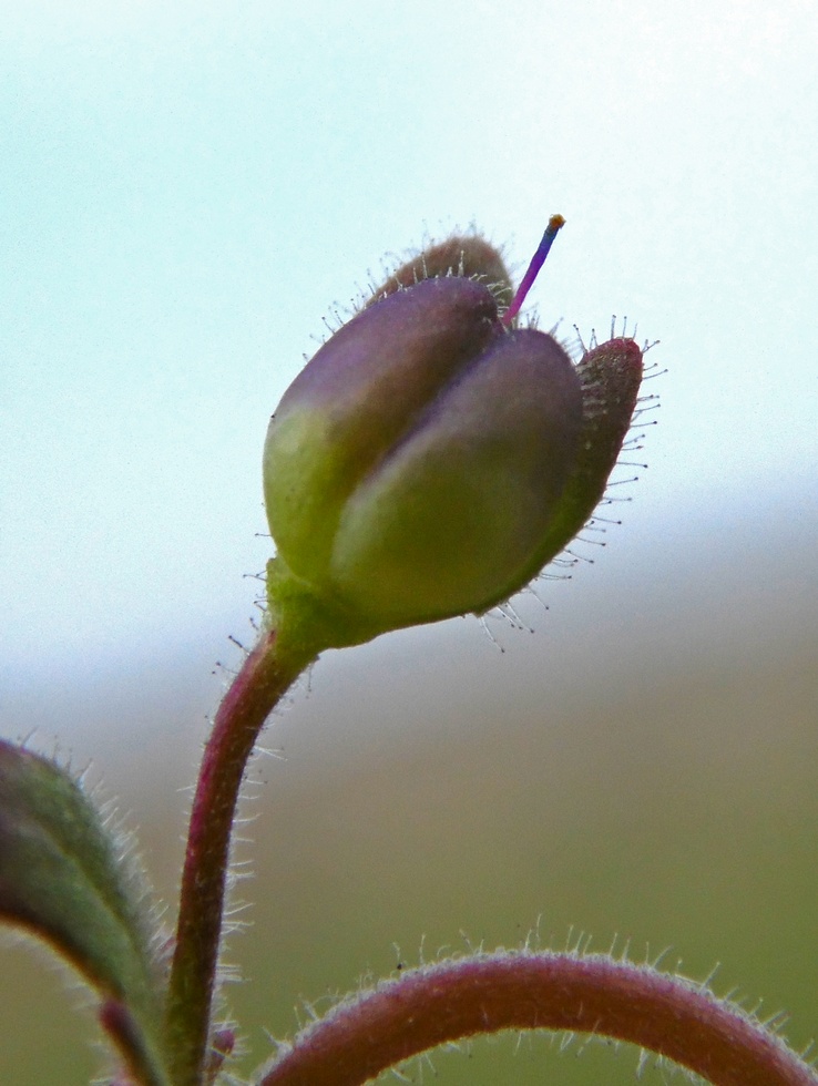 Image of Veronica praecox specimen.