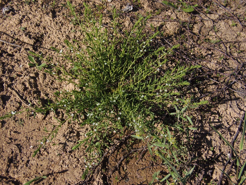 Image of Thesium ramosum specimen.