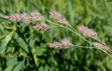 Dactylis glomerata. Соцветие. Германия, г. Дюссельдорф, Ботанический сад университета. 04.05.2014.