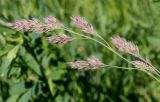 Dactylis glomerata