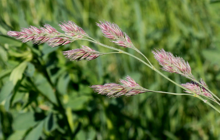 Изображение особи Dactylis glomerata.