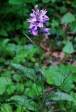 Dactylorhiza urvilleana