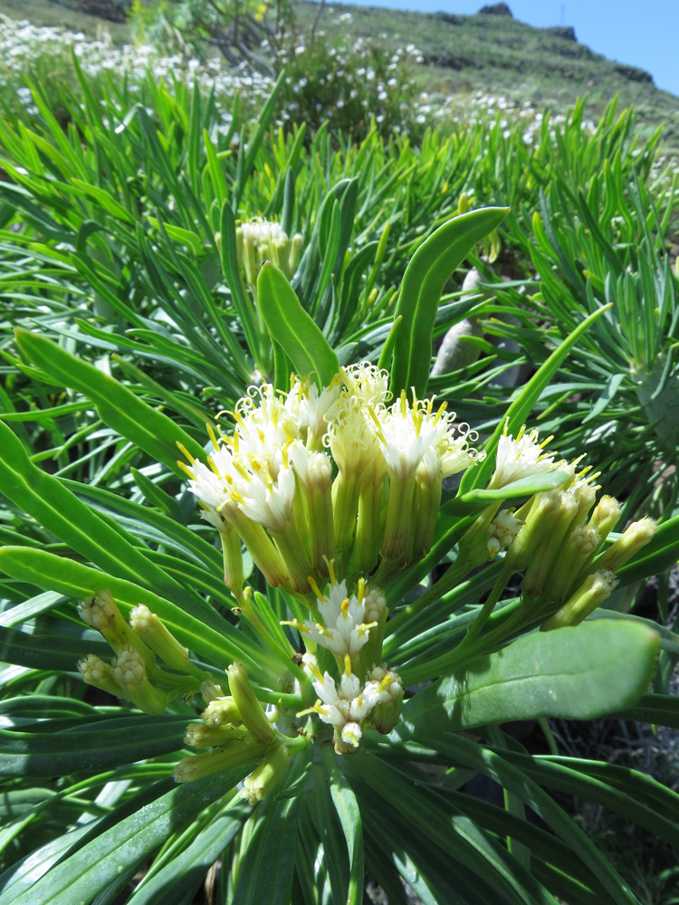 Image of Kleinia neriifolia specimen.