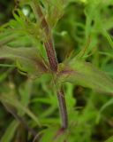 Melampyrum argyrocomum