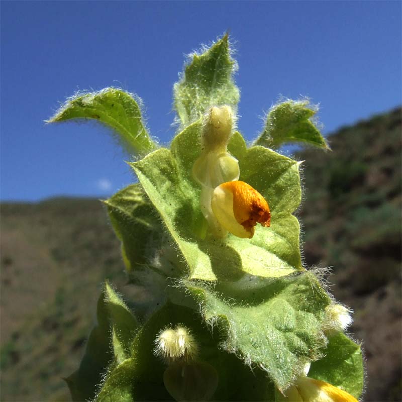 Изображение особи Eremostachys macrophylla.