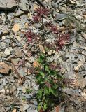 Saponaria glutinosa