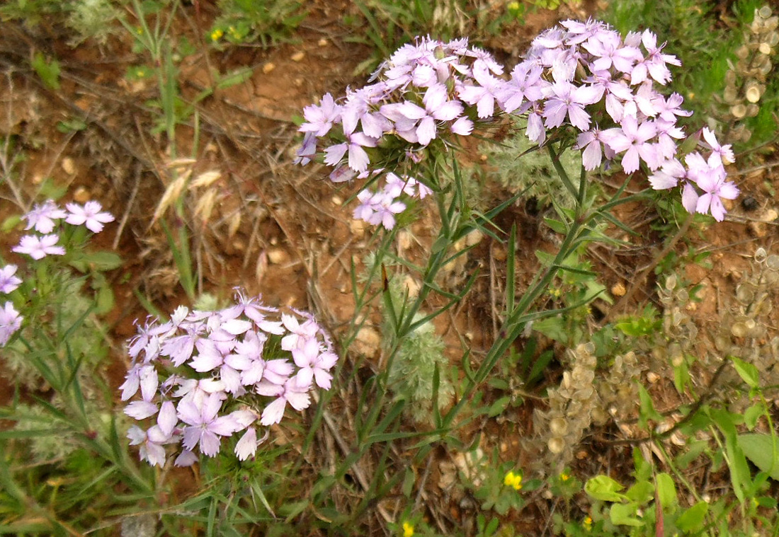 Image of Dianthus pseudarmeria specimen.