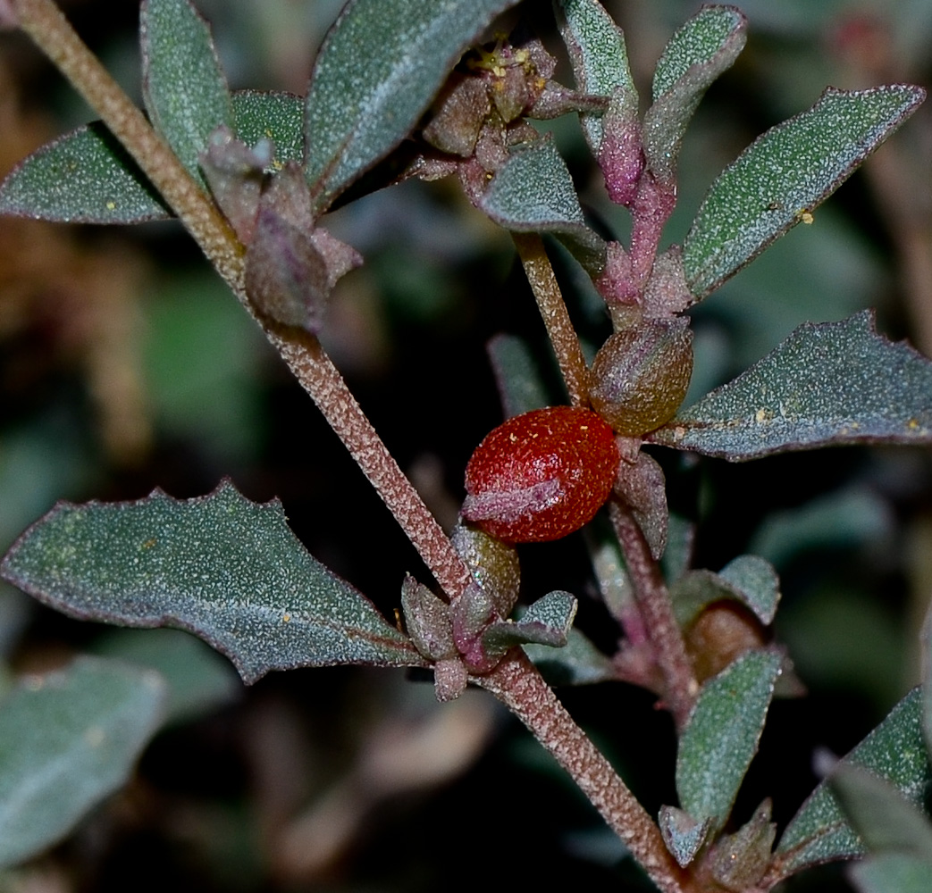 Image of Atriplex semibaccata specimen.