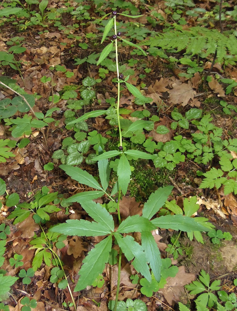 Изображение особи Cardamine bulbifera.