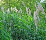 Phragmites australis. Верхушки плодоносящих растений. Республика Татарстан, г. Бавлы. 12.07.2009.