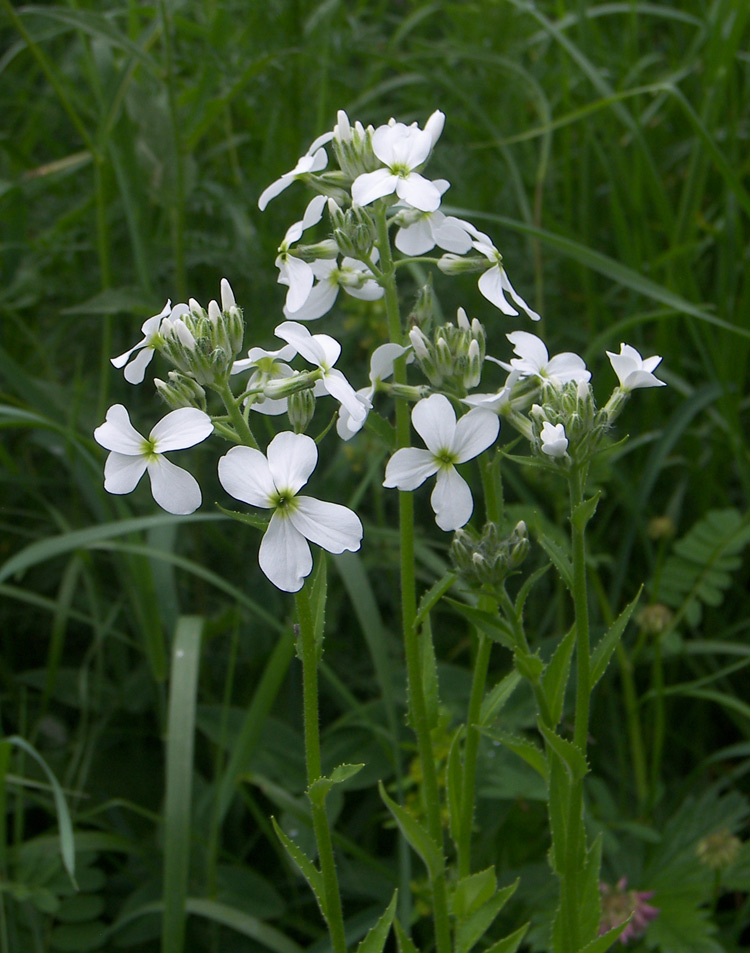 Изображение особи Hesperis voronovii.