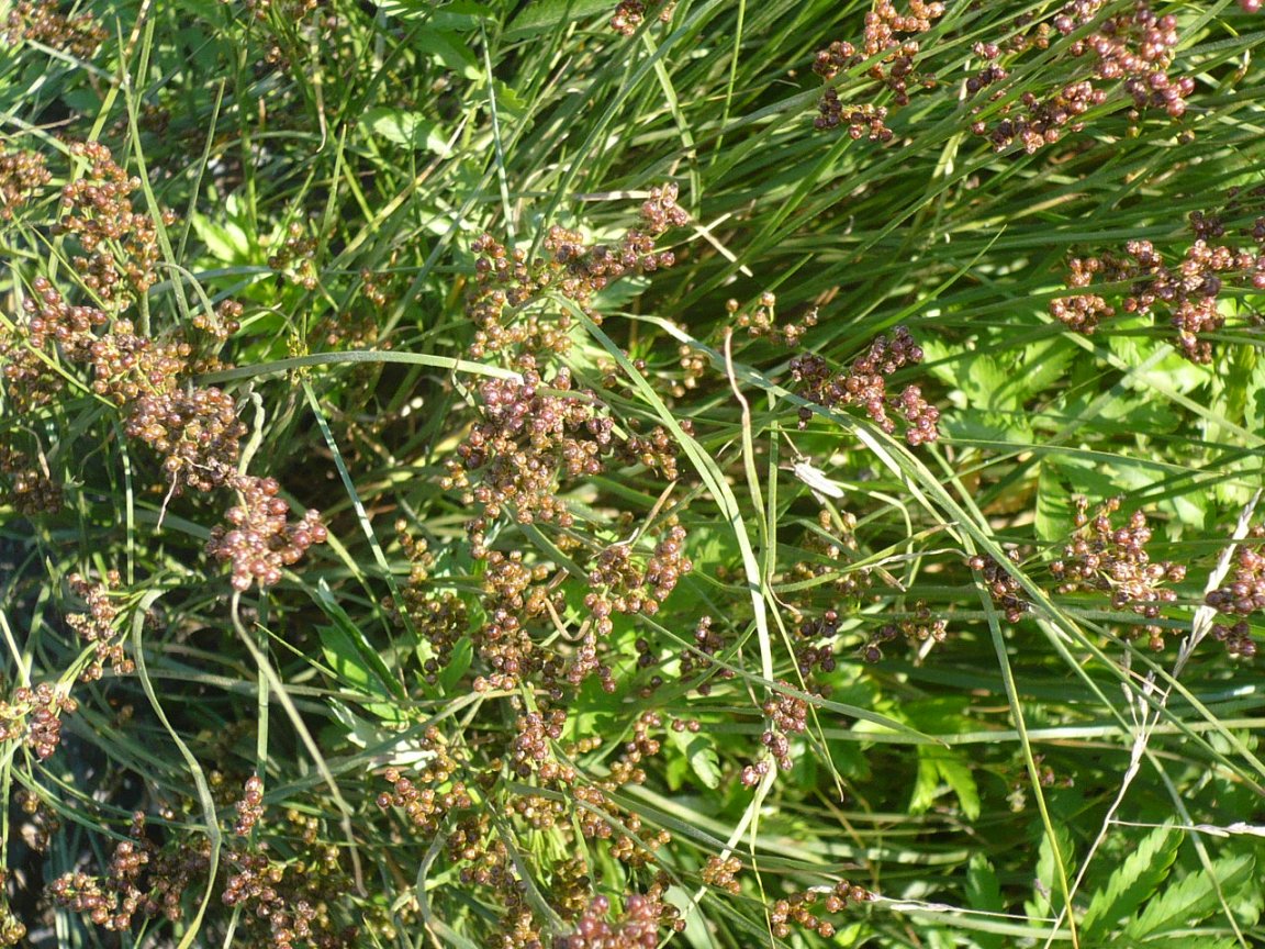 Изображение особи Juncus compressus.