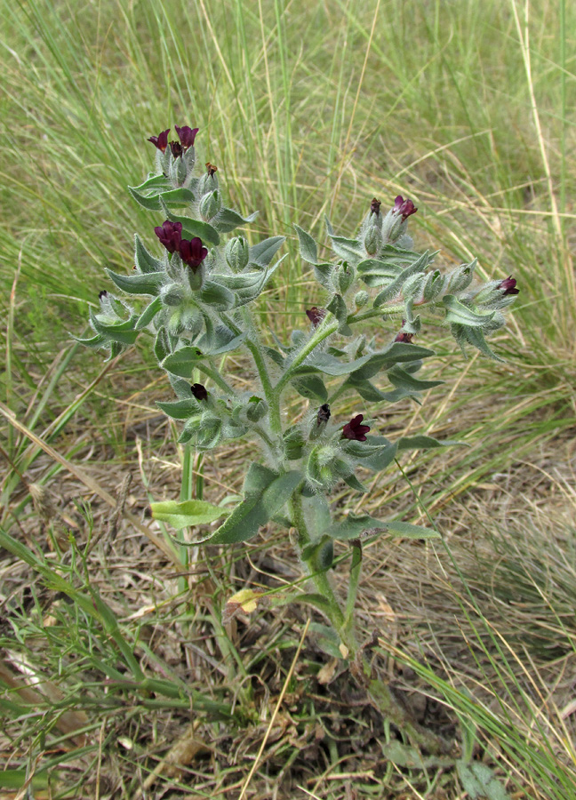 Image of Nonea rossica specimen.