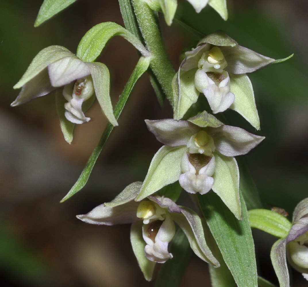 Изображение особи Epipactis helleborine ssp. degenii.