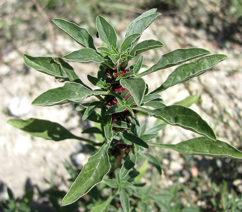 Image of Amaranthus graecizans specimen.