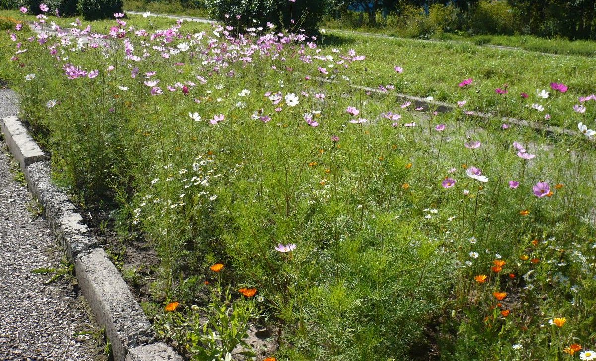 Изображение особи Cosmos bipinnatus.