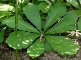 Rodgersia aesculifolia. Лист. Германия, г. Дюссельдорф, Ботанический сад университета. 03.06.2014.