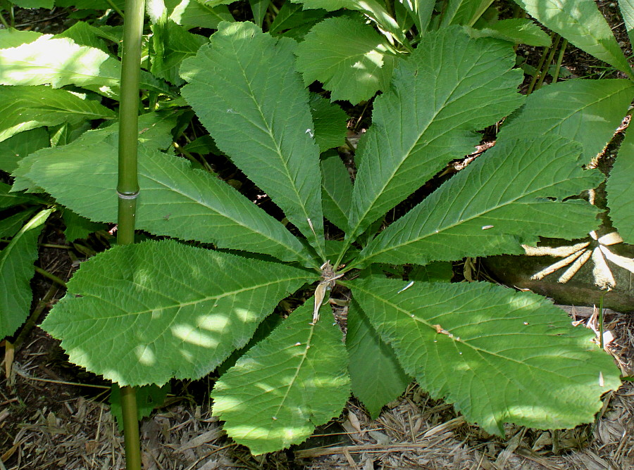 Изображение особи Rodgersia aesculifolia.