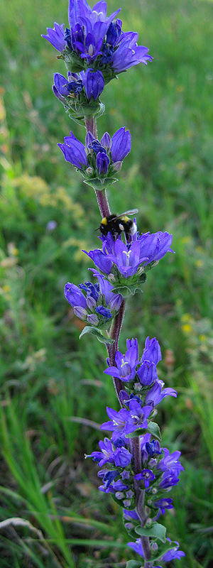 Изображение особи Campanula krylovii.