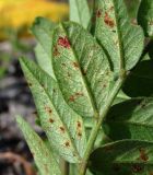 Vicia sepium