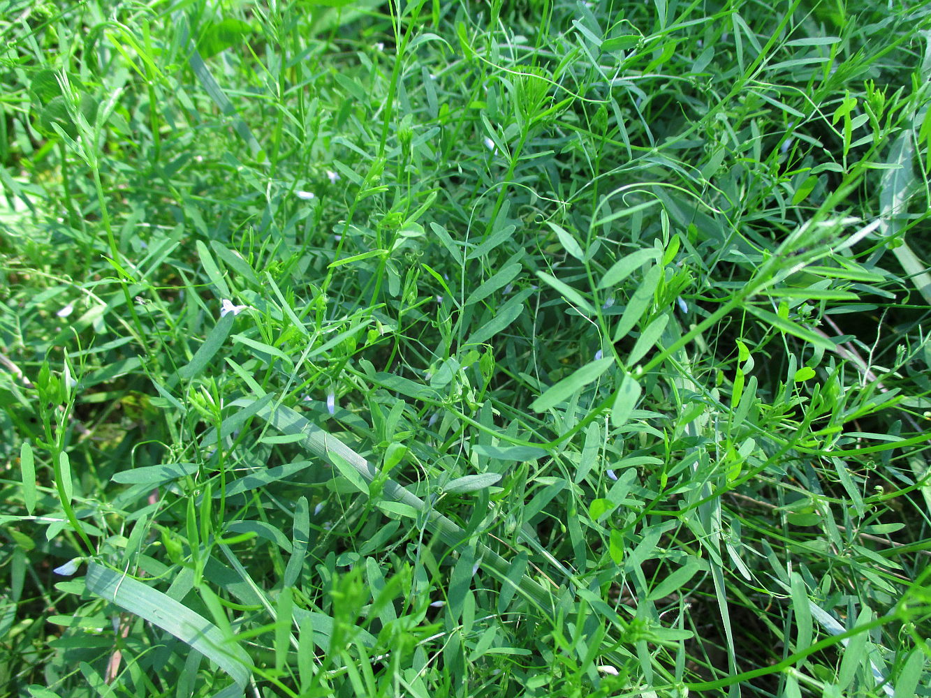 Image of Vicia tetrasperma specimen.