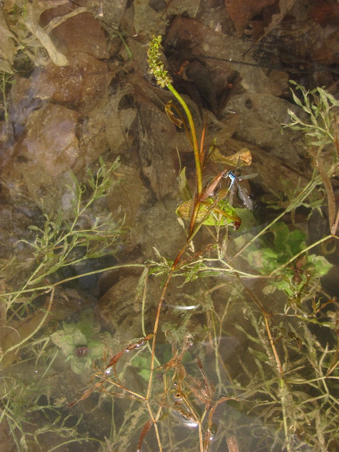 Изображение особи Potamogeton biformis.