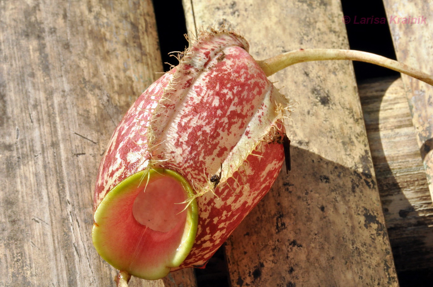 Image of Nepenthes ampullaria specimen.