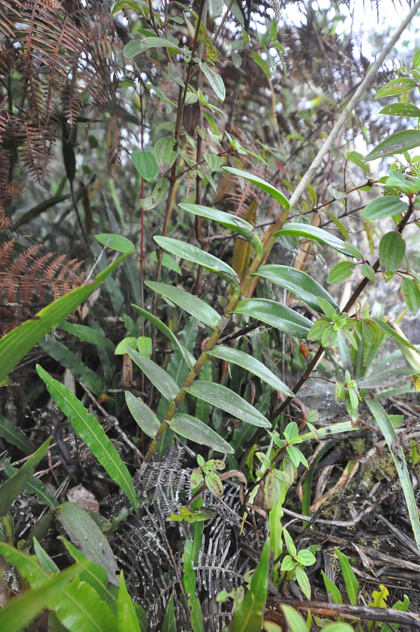 Image of Epidendrum secundum specimen.