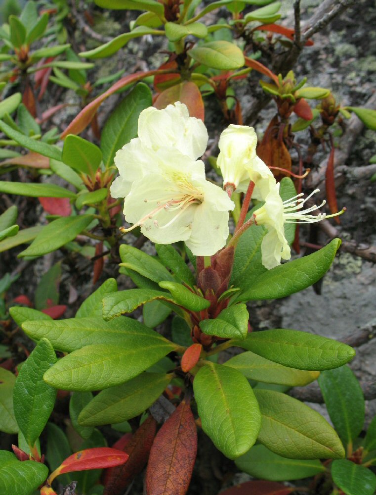 Изображение особи Rhododendron aureum.