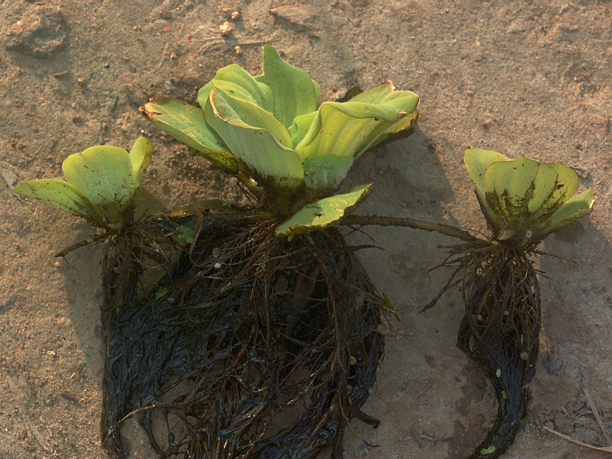 Изображение особи Pistia stratiotes.